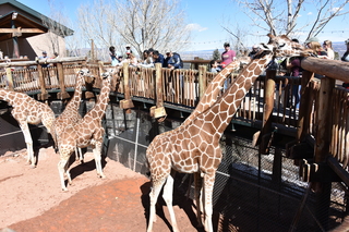 Filename=DSC_1239~0.JPG
Filesize=24146KiB
Dimensions=7360x4912
Date added=Mar 18, 2020 DSC_1239~0.JPG