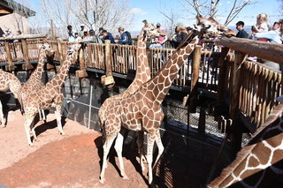 Filename=DSC_1240~0.JPG
Filesize=23620KiB
Dimensions=7360x4912
Date added=Mar 18, 2020 DSC_1240~0.JPG