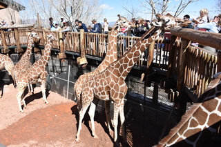 Filename=DSC_1241~0.JPG
Filesize=23889KiB
Dimensions=7360x4912
Date added=Mar 18, 2020 DSC_1241~0.JPG