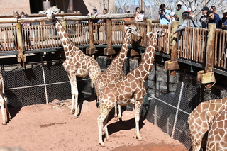 Filename=DSC_1242~0.JPG
Filesize=24963KiB
Dimensions=7360x4912
Date added=Mar 18, 2020 DSC_1242~0.JPG