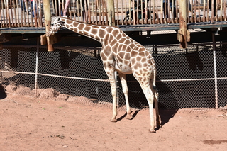 Filename=DSC_1243~0.JPG
Filesize=24844KiB
Dimensions=7360x4912
Date added=Mar 18, 2020 DSC_1243~0.JPG