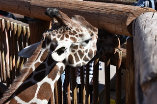 Filename=DSC_1244~0.JPG
Filesize=19820KiB
Dimensions=7360x4912
Date added=Mar 18, 2020 DSC_1244~0.JPG