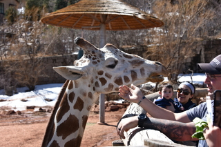 Filename=DSC_1247~0.JPG
Filesize=17146KiB
Dimensions=7360x4912
Date added=Mar 18, 2020 DSC_1247~0.JPG