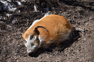 Filename=DSC_1252.JPG
Filesize=24414KiB
Dimensions=7360x4912
Date added=Mar 18, 2020 DSC_1252.JPG