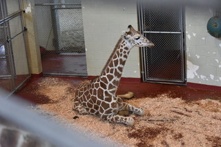 Filename=DSC_1254.JPG
Filesize=19340KiB
Dimensions=7360x4912
Date added=Mar 18, 2020 DSC_1254.JPG