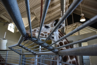 Filename=DSC_1255.JPG
Filesize=15996KiB
Dimensions=7360x4912
Date added=Mar 18, 2020 DSC_1255.JPG