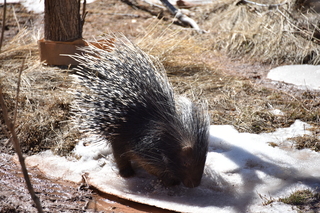 Filename=DSC_1256.JPG
Filesize=21753KiB
Dimensions=7360x4912
Date added=Mar 18, 2020 DSC_1256.JPG