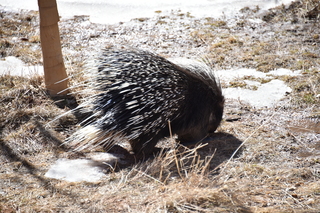 Filename=DSC_1259.JPG
Filesize=23788KiB
Dimensions=7360x4912
Date added=Mar 18, 2020 DSC_1259.JPG