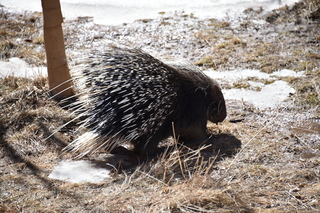 Filename=DSC_1260.JPG
Filesize=23551KiB
Dimensions=7360x4912
Date added=Mar 18, 2020 DSC_1260.JPG