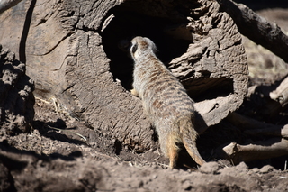 Filename=DSC_1262.JPG
Filesize=19577KiB
Dimensions=7360x4912
Date added=Mar 18, 2020 DSC_1262.JPG