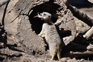 Filename=DSC_1263.JPG
Filesize=21556KiB
Dimensions=7360x4912
Date added=Mar 18, 2020 DSC_1263.JPG