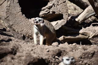 Filename=DSC_1264.JPG
Filesize=18536KiB
Dimensions=7360x4912
Date added=Mar 18, 2020 DSC_1264.JPG