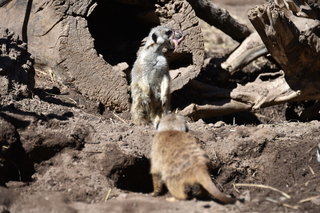 Filename=DSC_1266.JPG
Filesize=18439KiB
Dimensions=7360x4912
Date added=Mar 18, 2020 DSC_1266.JPG