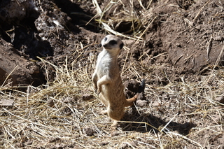 Filename=DSC_1268.JPG
Filesize=23088KiB
Dimensions=7360x4912
Date added=Mar 18, 2020 DSC_1268.JPG