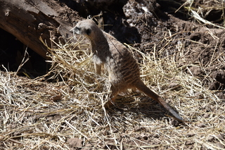 Filename=DSC_1269.JPG
Filesize=22855KiB
Dimensions=7360x4912
Date added=Mar 18, 2020 DSC_1269.JPG