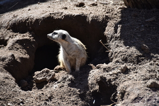 Filename=DSC_1270.JPG
Filesize=19688KiB
Dimensions=7360x4912
Date added=Mar 18, 2020 DSC_1270.JPG