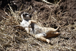 Filename=DSC_1271.JPG
Filesize=21795KiB
Dimensions=7360x4912
Date added=Mar 18, 2020 DSC_1271.JPG