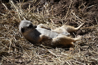 Filename=DSC_1272.JPG
Filesize=21398KiB
Dimensions=7360x4912
Date added=Mar 18, 2020 DSC_1272.JPG