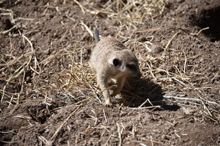 Filename=DSC_1273.JPG
Filesize=21213KiB
Dimensions=7360x4912
Date added=Mar 18, 2020 DSC_1273.JPG