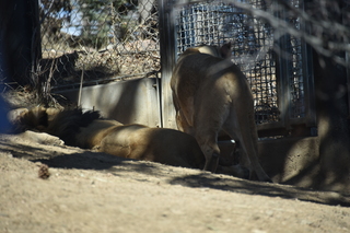 Filename=DSC_1275.JPG
Filesize=16495KiB
Dimensions=7360x4912
Date added=Mar 18, 2020 DSC_1275.JPG