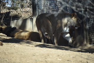 Filename=DSC_1276.JPG
Filesize=16431KiB
Dimensions=7360x4912
Date added=Mar 18, 2020 DSC_1276.JPG