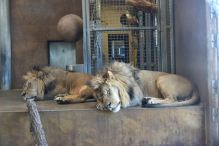 Filename=DSC_1277.JPG
Filesize=17576KiB
Dimensions=7360x4912
Date added=Mar 18, 2020 DSC_1277.JPG