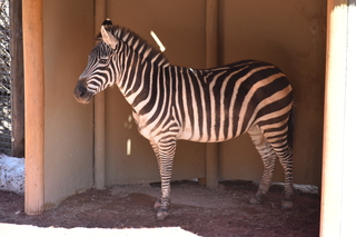 Filename=DSC_1281.JPG
Filesize=16364KiB
Dimensions=7360x4912
Date added=Mar 18, 2020 DSC_1281.JPG