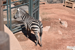 Filename=DSC_1283.JPG
Filesize=22165KiB
Dimensions=7360x4912
Date added=Mar 18, 2020 DSC_1283.JPG