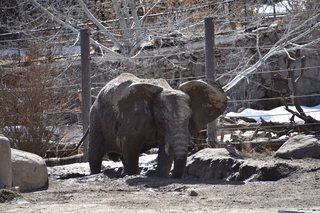 Filename=DSC_1303.JPG
Filesize=22594KiB
Dimensions=7360x4912
Date added=Mar 18, 2020 DSC_1303.JPG