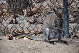 Filename=DSC_1305.JPG
Filesize=18993KiB
Dimensions=7360x4912
Date added=Mar 18, 2020 DSC_1305.JPG