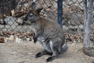 Filename=DSC_1307.JPG
Filesize=19300KiB
Dimensions=7360x4912
Date added=Mar 18, 2020 DSC_1307.JPG