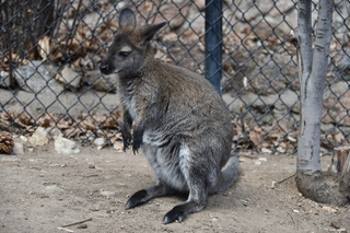 Filename=DSC_1308.JPG
Filesize=19633KiB
Dimensions=7360x4912
Date added=Mar 18, 2020 DSC_1308.JPG