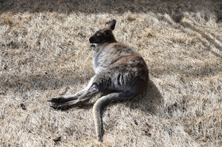 Filename=DSC_1310.JPG
Filesize=28467KiB
Dimensions=7360x4912
Date added=Mar 18, 2020 DSC_1310.JPG