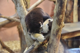 Filename=DSC_1312.JPG
Filesize=18913KiB
Dimensions=7360x4912
Date added=Mar 18, 2020 DSC_1312.JPG