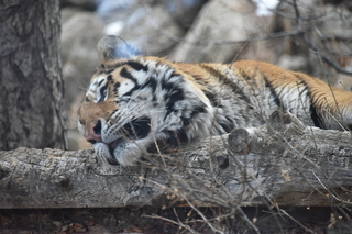 Filename=DSC_1313.JPG
Filesize=17518KiB
Dimensions=7360x4912
Date added=Mar 18, 2020 DSC_1313.JPG