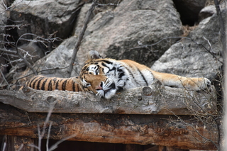 Filename=DSC_1314.JPG
Filesize=18317KiB
Dimensions=7360x4912
Date added=Mar 18, 2020 DSC_1314.JPG