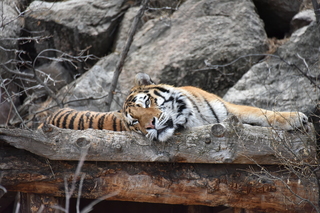 Filename=DSC_1315.JPG
Filesize=18069KiB
Dimensions=7360x4912
Date added=Mar 18, 2020 DSC_1315.JPG