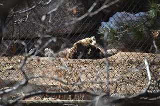 Filename=DSC_1321.JPG
Filesize=19847KiB
Dimensions=7360x4912
Date added=Mar 18, 2020 DSC_1321.JPG