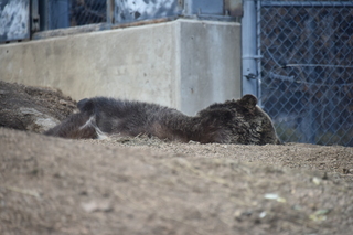 Filename=DSC_1322.JPG
Filesize=15884KiB
Dimensions=7360x4912
Date added=Mar 18, 2020 DSC_1322.JPG