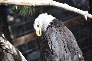 Filename=DSC_1324.JPG
Filesize=15398KiB
Dimensions=7360x4912
Date added=Mar 18, 2020 DSC_1324.JPG