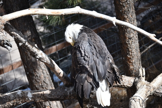 Filename=DSC_1325.JPG
Filesize=17502KiB
Dimensions=7360x4912
Date added=Mar 18, 2020 DSC_1325.JPG