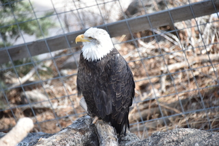 Filename=DSC_1326.JPG
Filesize=17263KiB
Dimensions=7360x4912
Date added=Mar 18, 2020 DSC_1326.JPG