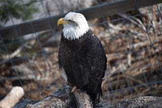 Filename=DSC_1327.JPG
Filesize=16224KiB
Dimensions=7360x4912
Date added=Mar 18, 2020 DSC_1327.JPG