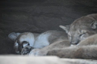 Filename=DSC_1329.JPG
Filesize=15792KiB
Dimensions=7360x4912
Date added=Mar 18, 2020 DSC_1329.JPG