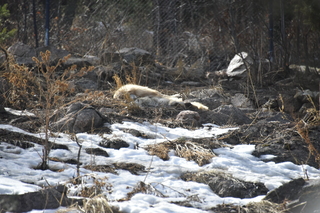 Filename=DSC_1330.JPG
Filesize=18195KiB
Dimensions=7360x4912
Date added=Mar 18, 2020 DSC_1330.JPG