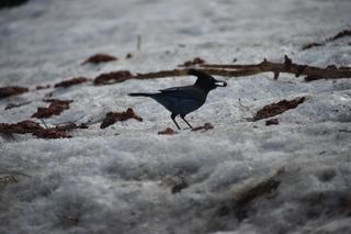 Filename=DSC_1332.JPG
Filesize=15164KiB
Dimensions=7360x4912
Date added=Mar 18, 2020 DSC_1332.JPG