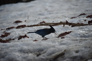 Filename=DSC_1334.JPG
Filesize=15323KiB
Dimensions=7360x4912
Date added=Mar 18, 2020 DSC_1334.JPG