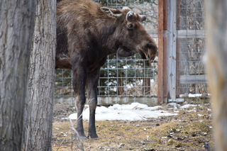 Filename=DSC_1336.JPG
Filesize=18192KiB
Dimensions=7360x4912
Date added=Mar 18, 2020 DSC_1336.JPG