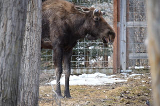 Filename=DSC_1337.JPG
Filesize=18236KiB
Dimensions=7360x4912
Date added=Mar 18, 2020 DSC_1337.JPG