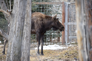 Filename=DSC_1338.JPG
Filesize=18731KiB
Dimensions=7360x4912
Date added=Mar 18, 2020 DSC_1338.JPG